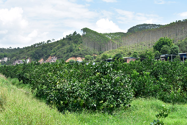 柚果基地