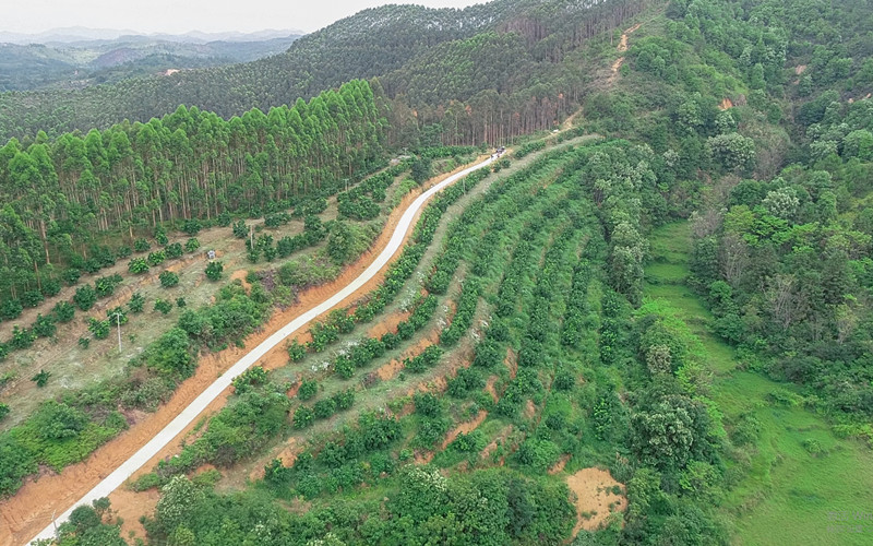 柚果基地